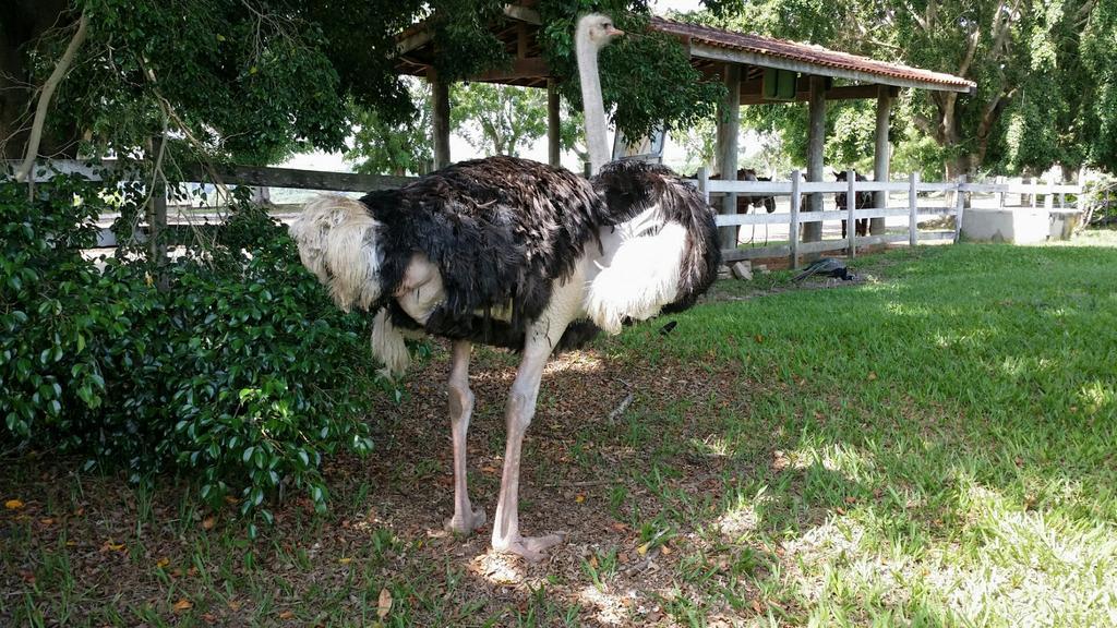 Pousada Suites Águas de São Pedro エクステリア 写真